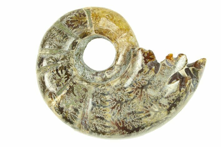 Polished, Sutured Ammonite (Argonauticeras) Fossil - Madagascar #287581
